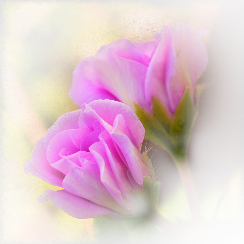 Small day tomorrow | Flowers photography with OLYMPUS DIGITA\u2026 | Flickr