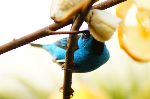 DSC01959 | by ambrogi_taubate