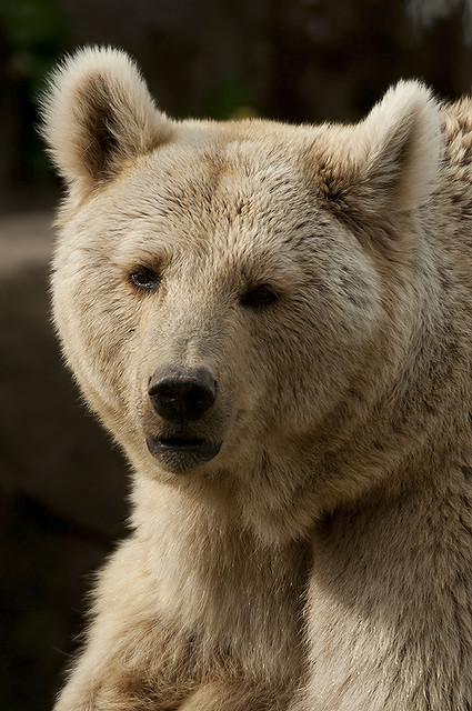 Ursus arctos syriacus - Syrian Brown Bear