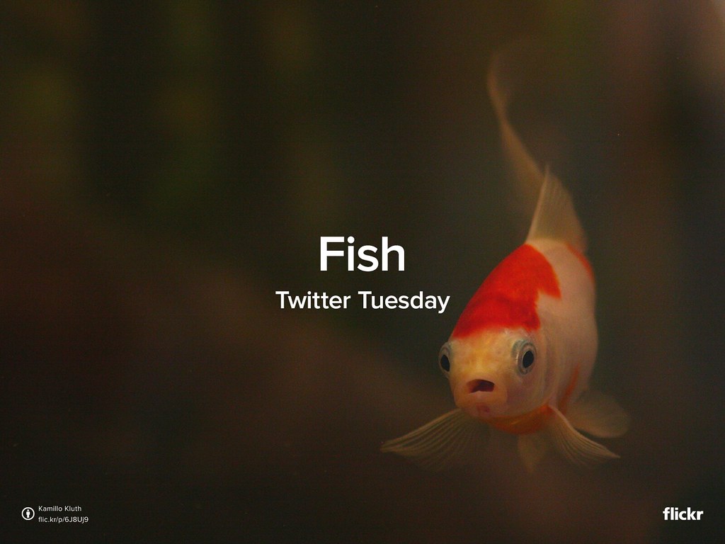 Twitter Tuesday: Fish