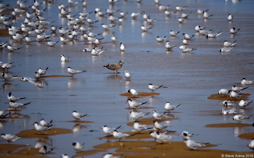 Forster's Tern (Sterna forsteri) in a sea of terns