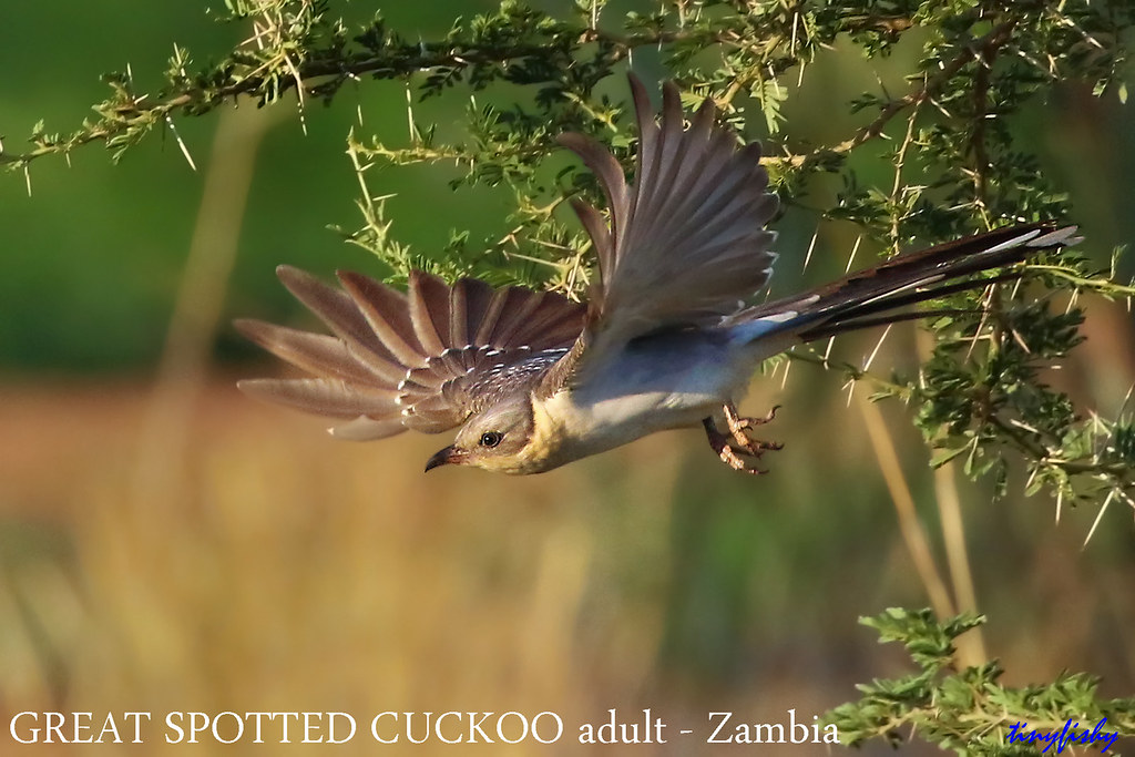 (Species#903a) GREAT SPOTTED CUCKOO - [ Mosi-Oa-Tunya N.P. Zambia ]