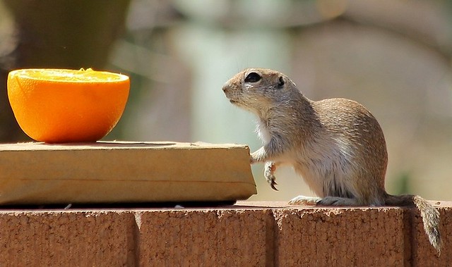Round-Tailed Ground Squirrel (Xerospermophilus tereticaudus), exploring possibilities in the back yard.