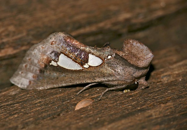 Pearl Spangled Moth (Antiophlebia bracteata)