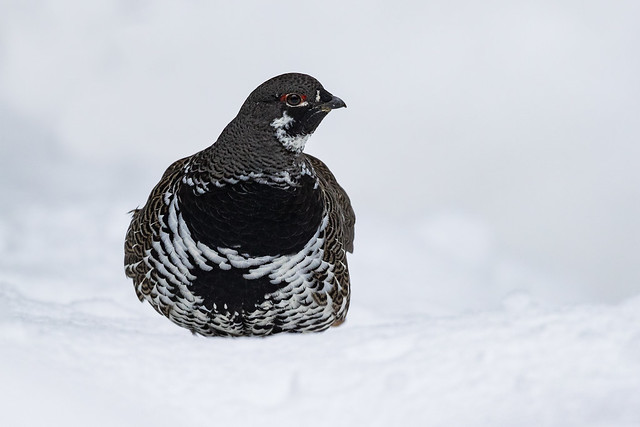 Spruce Grouse at the Spruce Bog Trail, Algonquin Provincial Park - Falcipennis canadensis canadensis - Tétras du Canada