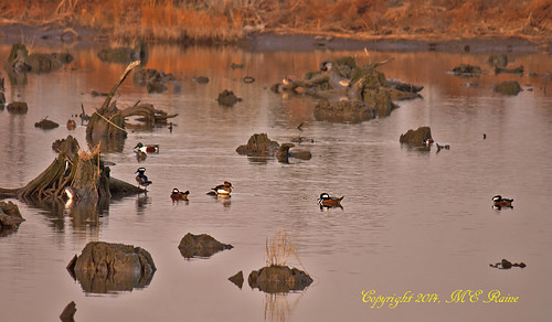 sunset nature birds animal creek reflections landscape wildlife ducks meadowlands marsh stumps magichour goldenhour mergansers hoodedmerganser marsh” northernshovelers “mill nj” cedarstumps “secaucus