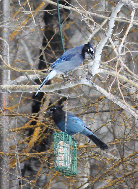 Hybrid Blue Jay/Stellers Jay and a Stellers Jay