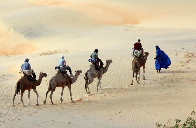 Camel Riding In The desert