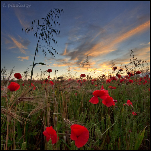 sunset field barley wheat wildoats redpoppies