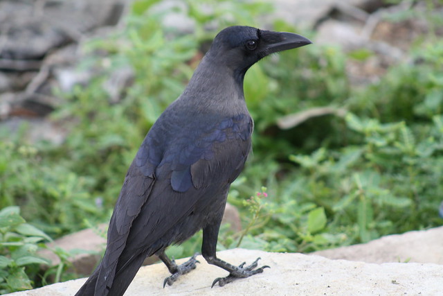 The humble crow