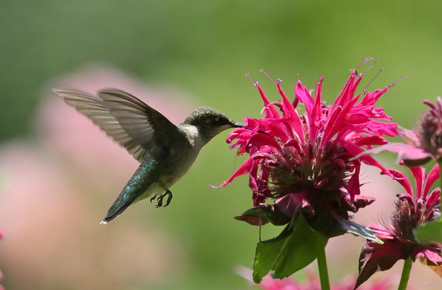 Bee balm and visitor