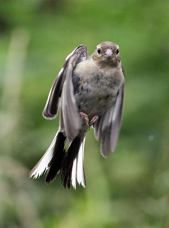 Angel sparrow
