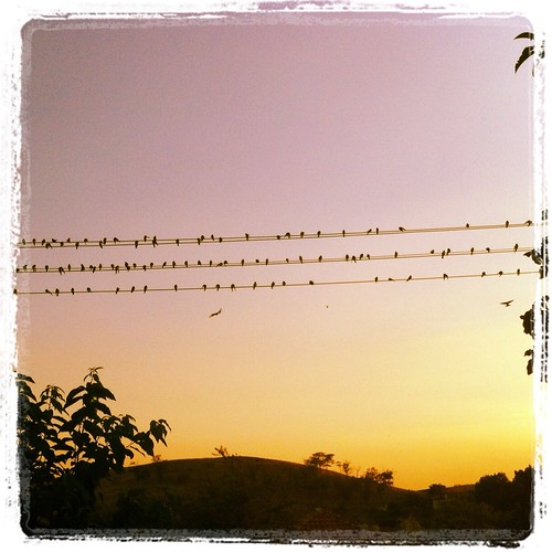 sunset holiday birds bulgaria instagram