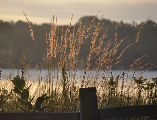 grass minnesota fog sunrise dawn stpaul lakeside lakephalen