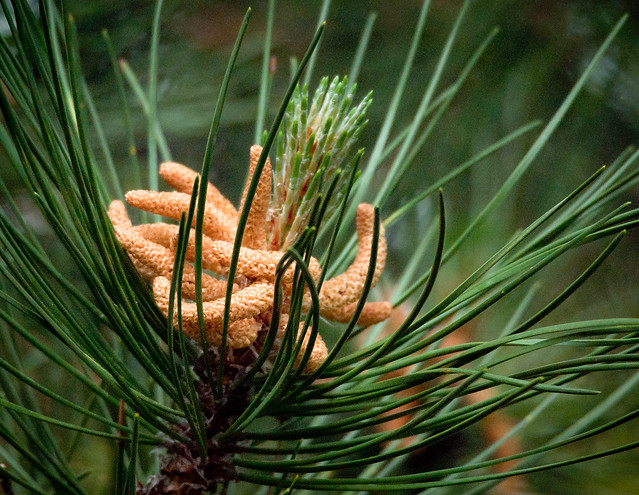 pine cone-110609-3.jpg