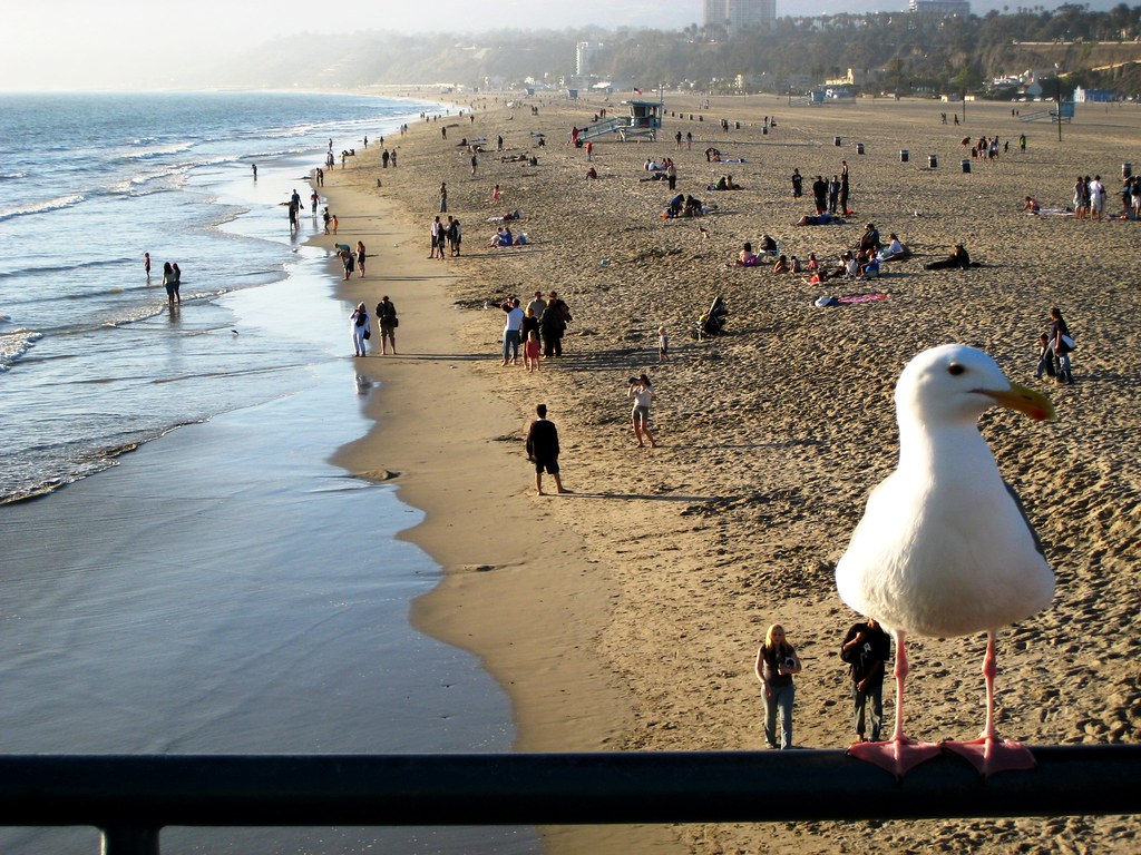 A Seagull at Santa Monica Beach.
