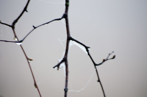 Web along a twig