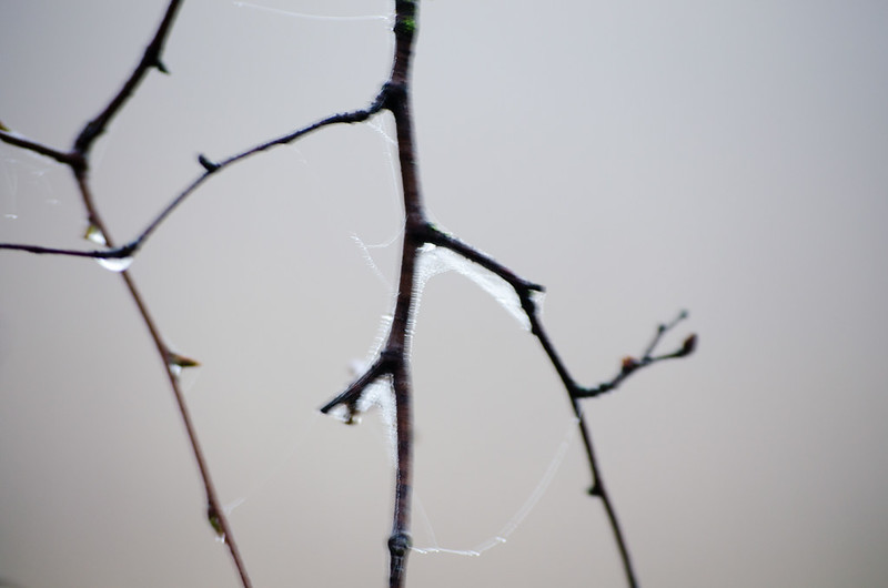 Web along a twig