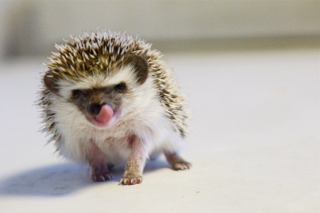 Baby African Pygmy Hedgehog Prettyperfectpictures Flickr,Whats The Best Gin On The Market