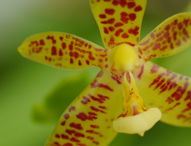 yellow orchid 2
