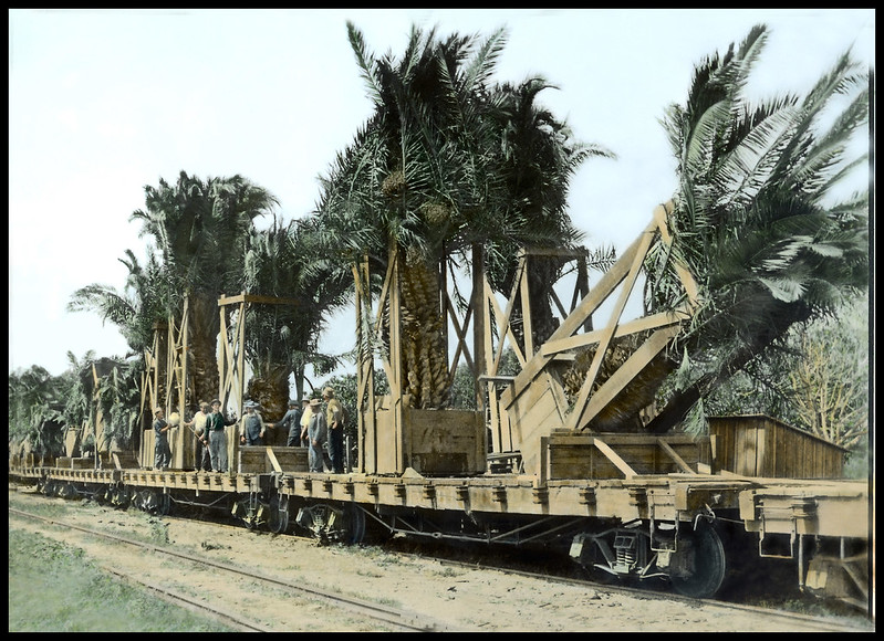 California Nursery operations Moving Palms destined for PPIE on flatbed rail cars, c1914