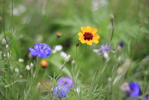 flowers nature colors 50mm bokeh wildflowers t2i