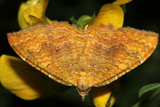 1742 Yellow Shell Moth 9631 | by Wildlife Ranger