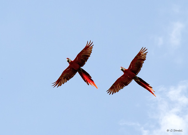 CR_macaws
