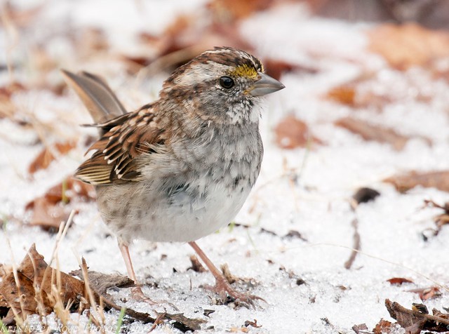 White Throated Sparrow in Sleet 1