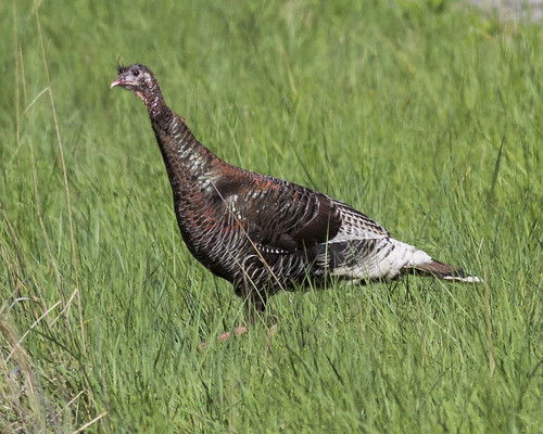 Wild Turkey | by Ian Kelshaw