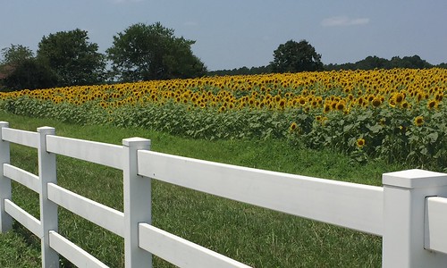 flowers yellow mobile fence nc bees northcarolina raleigh bee sunflowers sunflower whitefence greenway iphone neuseriver sunflowerfield