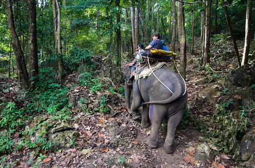 Elephant Trekking