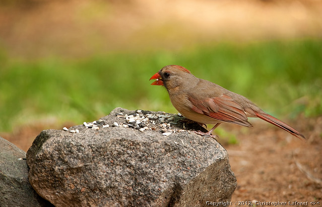 Female Cardinal #0