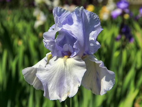 Cascade Springs Iris