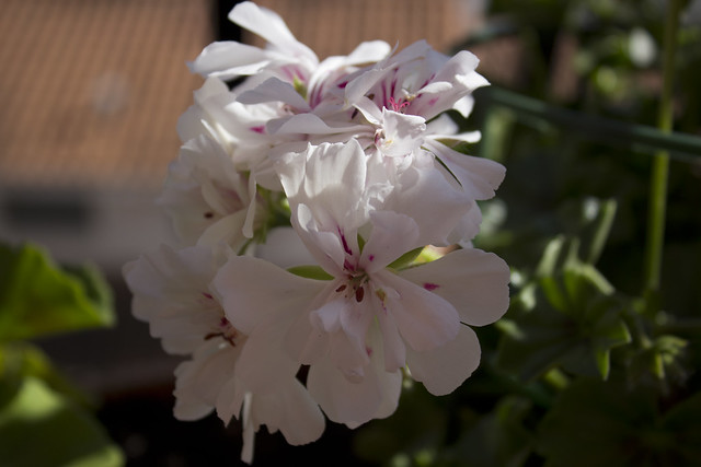 Geranio de flor blanca