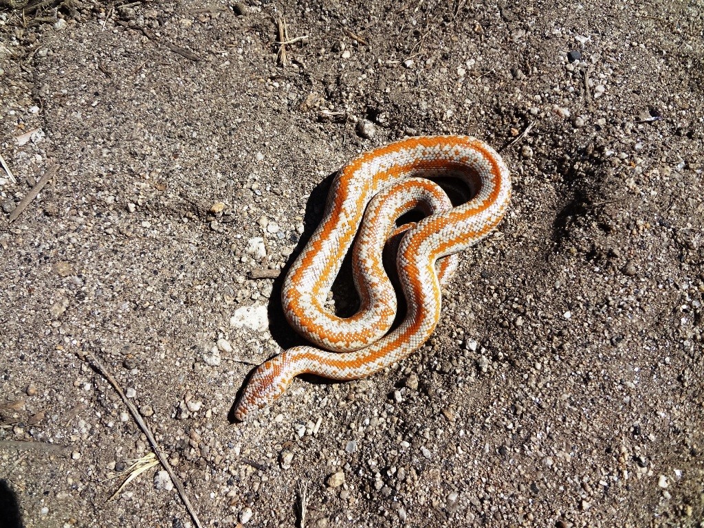 Salton Sea Reptiles