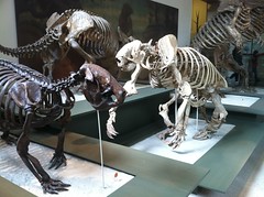 Giant ground sloths Megalocnus rodens and Megalonyx wheatleyi at the American Museum of Natural History