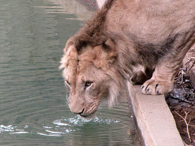 Baruti, The Water Lion of the National Zoo