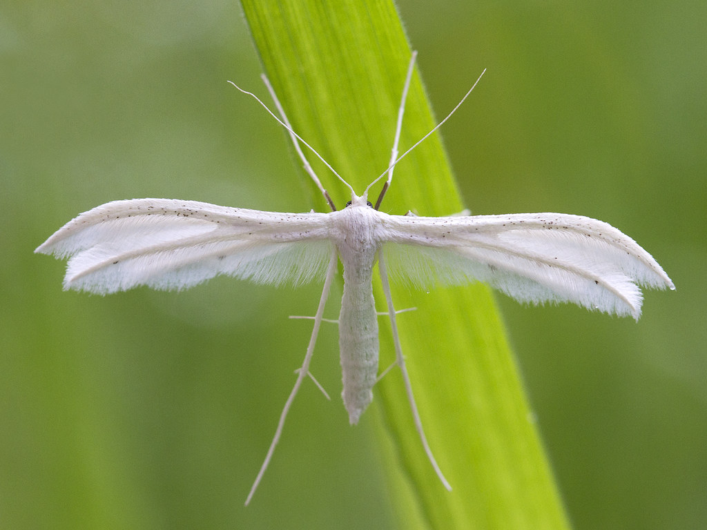 White Plume Moth | With a wingspan of more than 20 mm, this … | Flickr