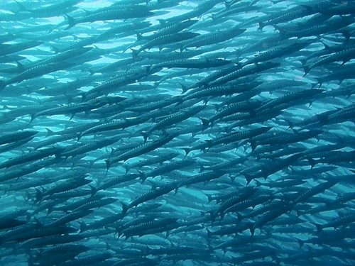 Nuova Caledonia Isola dei Pini