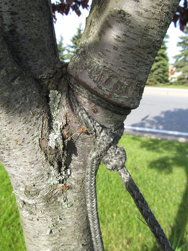 tree branch pa limb treebranch treelimb strangulation improper blairsvillepa