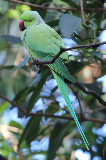 Psittacula krameri manilensis (Indian Ringneck Parakeet) - captive