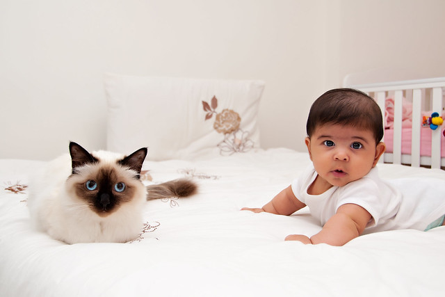 Kitten and Baby