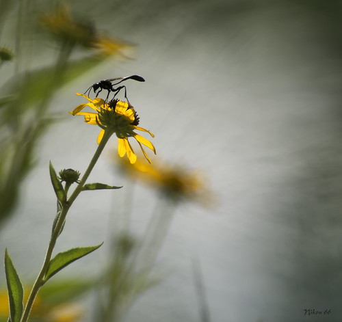 Wasp by Nikon66