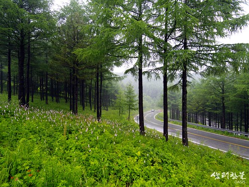 road mountain tree fog forest way landscape wildflowers fiowers