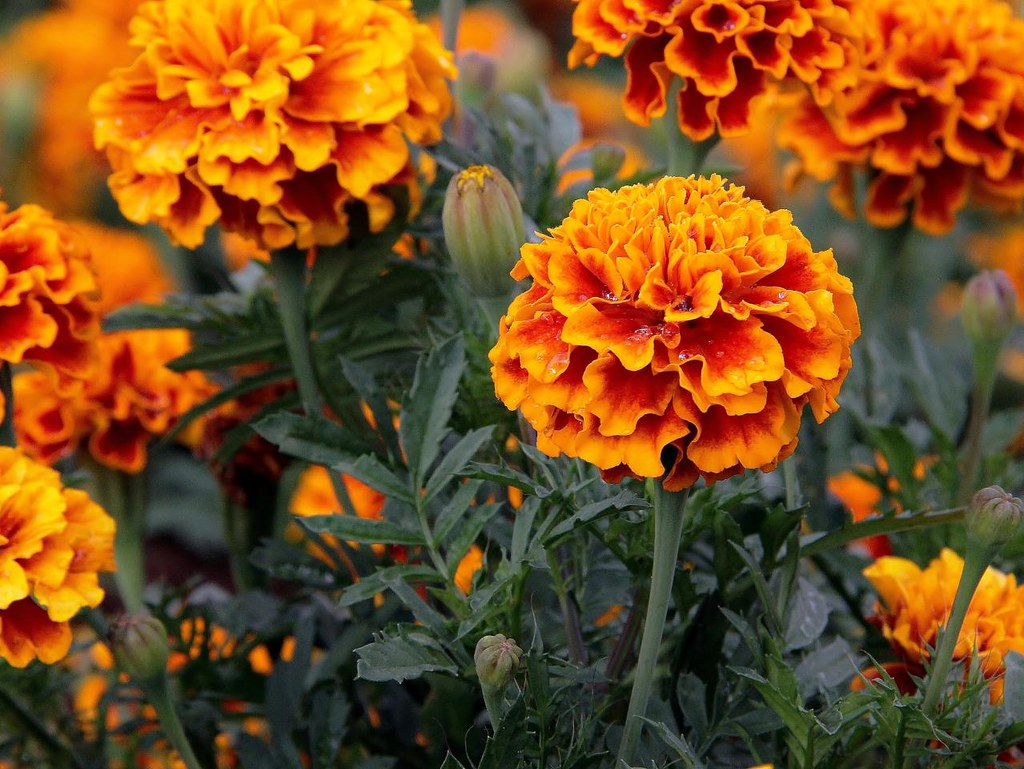 Erecta tagetes How to