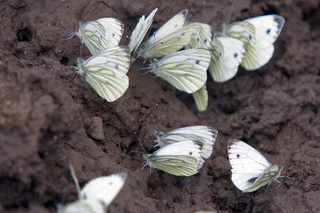 Green-veined White butterflies puddling, Grane Haslingden, August 2012
