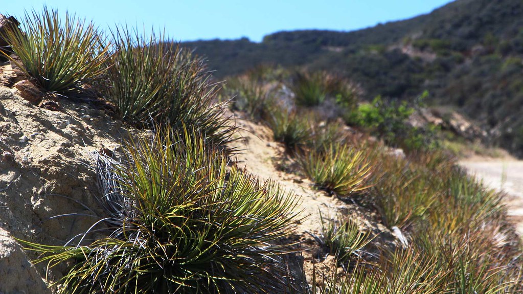 Zuma Canyon Trail