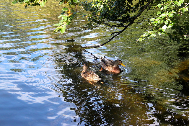 Ducks at St. Stephen's Green, Dublin