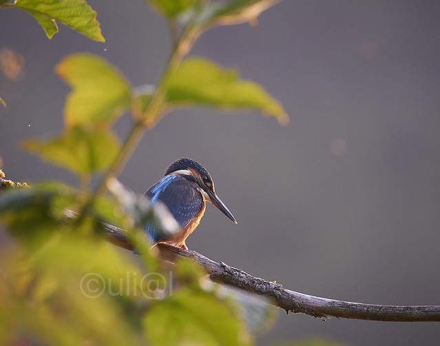 Kingfisher / Alcedo Atthis in the erarly Morning